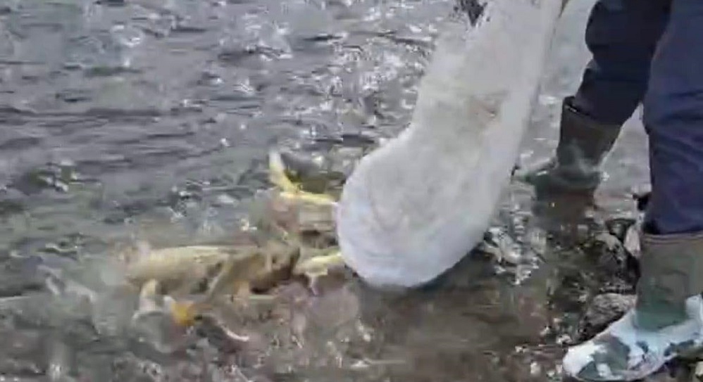 Aras Nehri'nde balık ölümleri