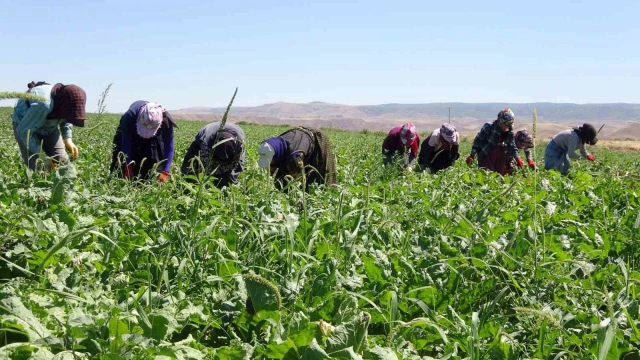 Mevsimlik tarım işçilerinin ücreti arttı