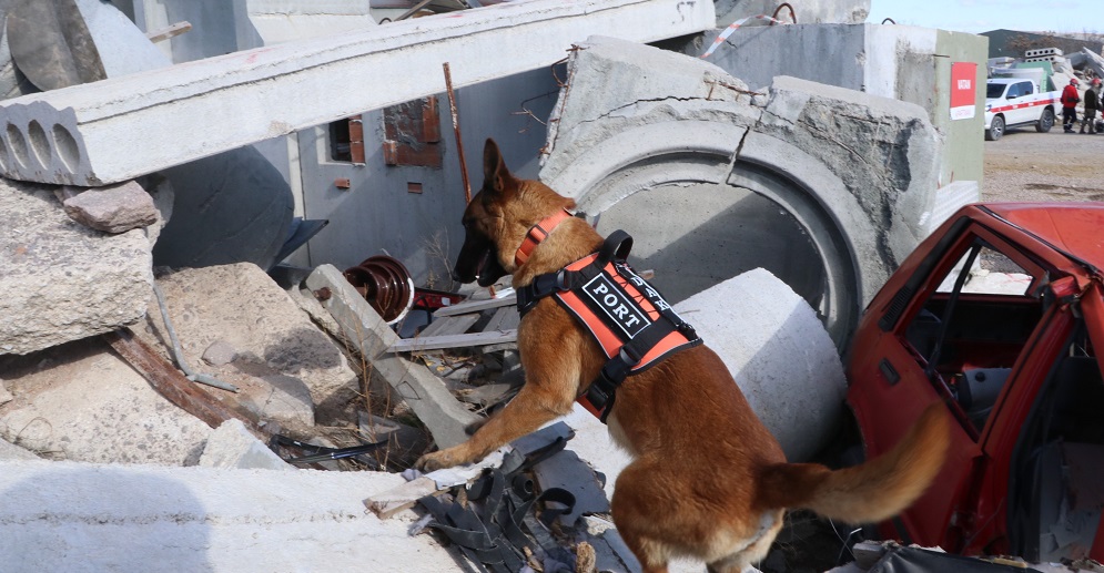 TSK'nın arama kurtarma köpekleri