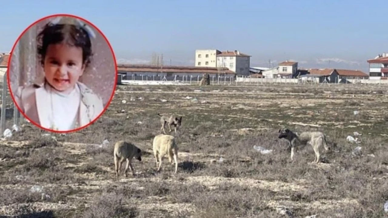 Konya'daki köpek saldırısıyla ilgili yeni gelişme