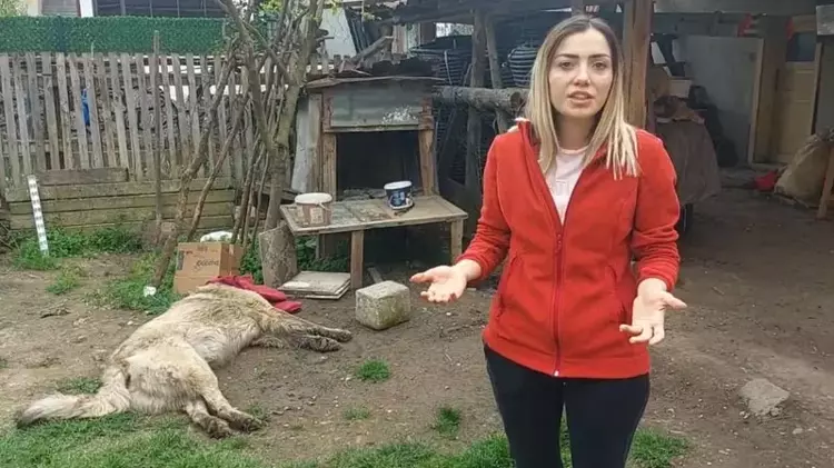 Köpeğin sahibi şikayetçi oldu
