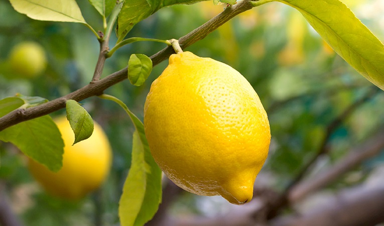 Limon ihracatı geçici olarak durduruldu