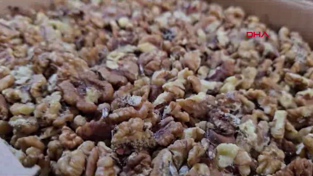 11 ton kurtlanmış ceviz içi ele geçirildi