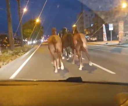 Çiftlikten kaçan yarış atları karayoluna çıktı