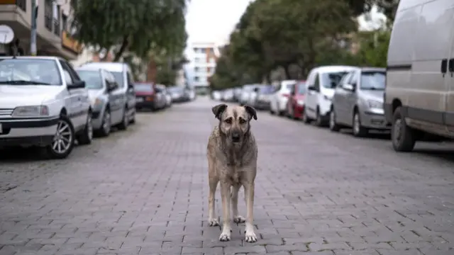 AYM sahipsiz hayvanlar düzenlemesinde kararını verdi