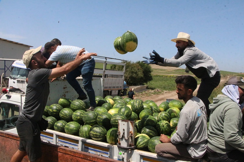 Adana’da sezonun ilk karpuz hasadı