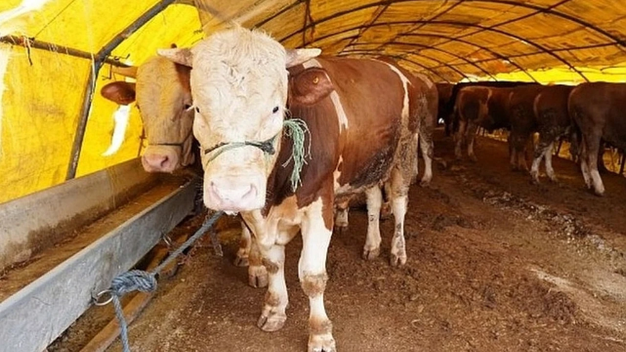 Kurban satış ve kesim yerleri belli oldu
