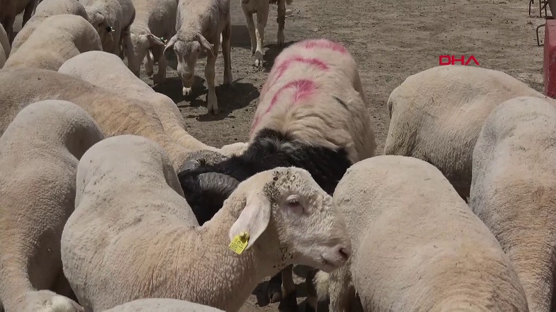 Cumhurbaşkanı'nın bağışladığı 2 koç Konya'da kesildi