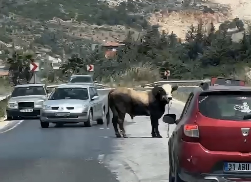 Kaçan kurbanlık boğa kara yoluna çıktı