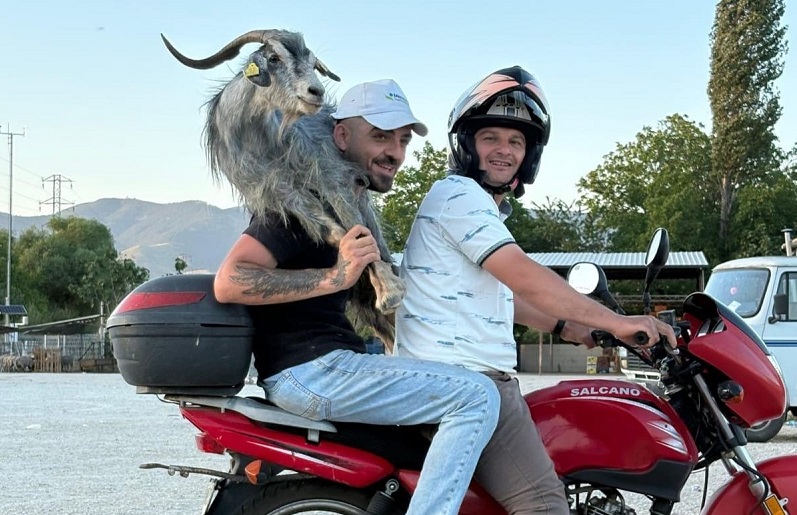 Keçiyi motosikletle yakaladılar