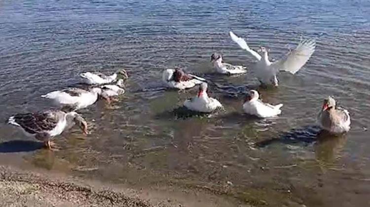 Denizde yüzdükleri için şikayet edildiler!