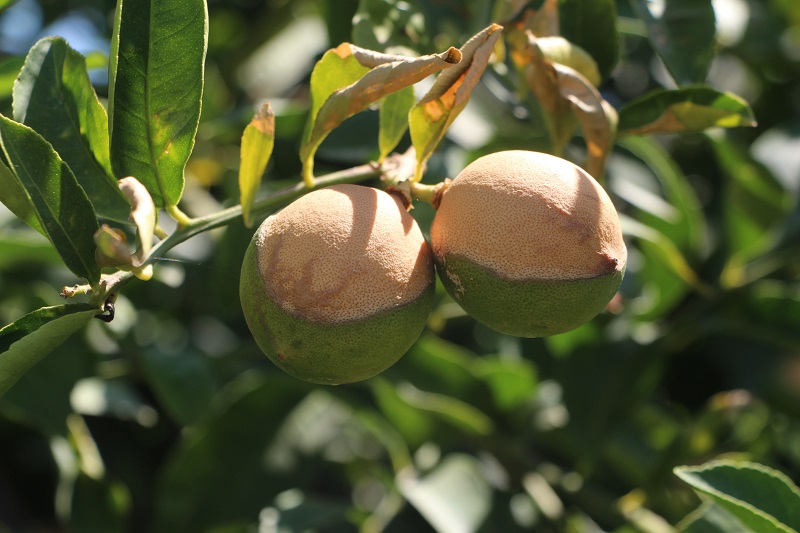Aşırı sıcaklar limonu da yaktı