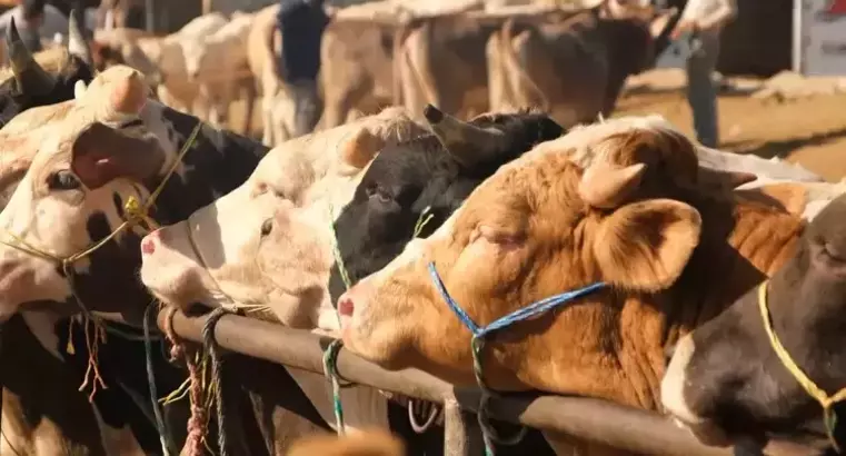 Bakanlık'tan 'şap hastalığı' açıklaması