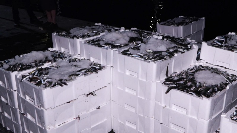 ‘İstavrit bol, hamsiden umut yok'