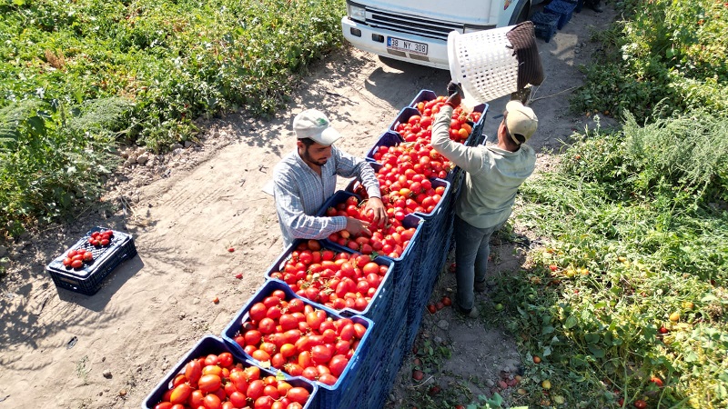 Kayseri’de salçalık domates hasadı başladı