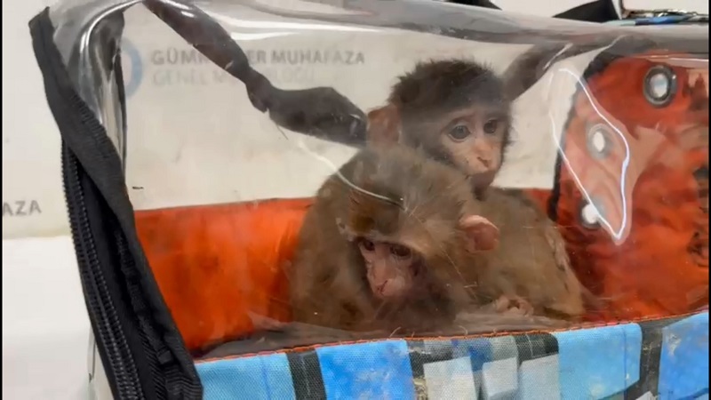 Gümrük kapısında maymun ele geçirildi
