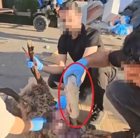 Ölü koyunun karnında uyuşturucu sevkiyatı !