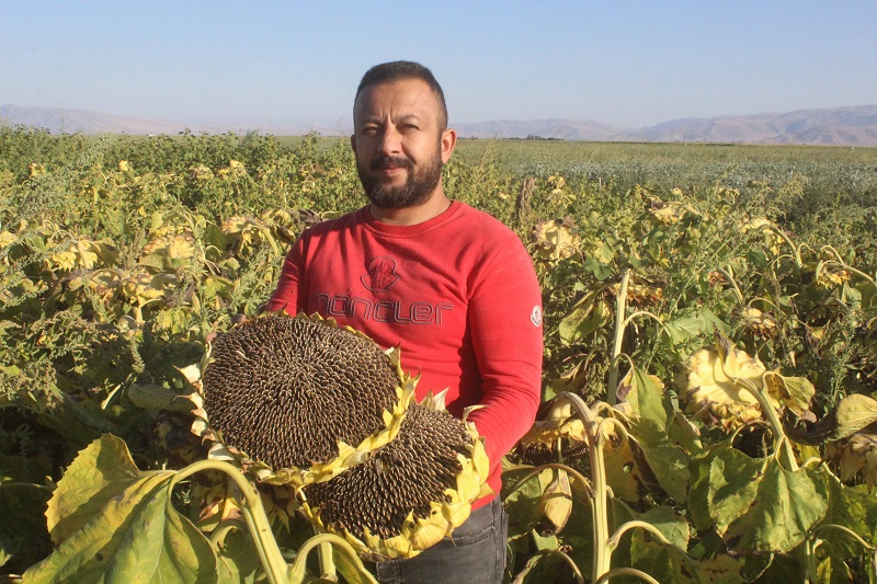 Kayseri'de ayçiçeği hasadı başladı