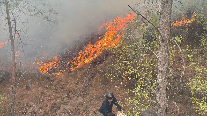 Muğla Köyceğiz'de orman yangını