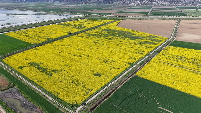 Konya çiftçisi Lenox bitkisiyle tanışıyor