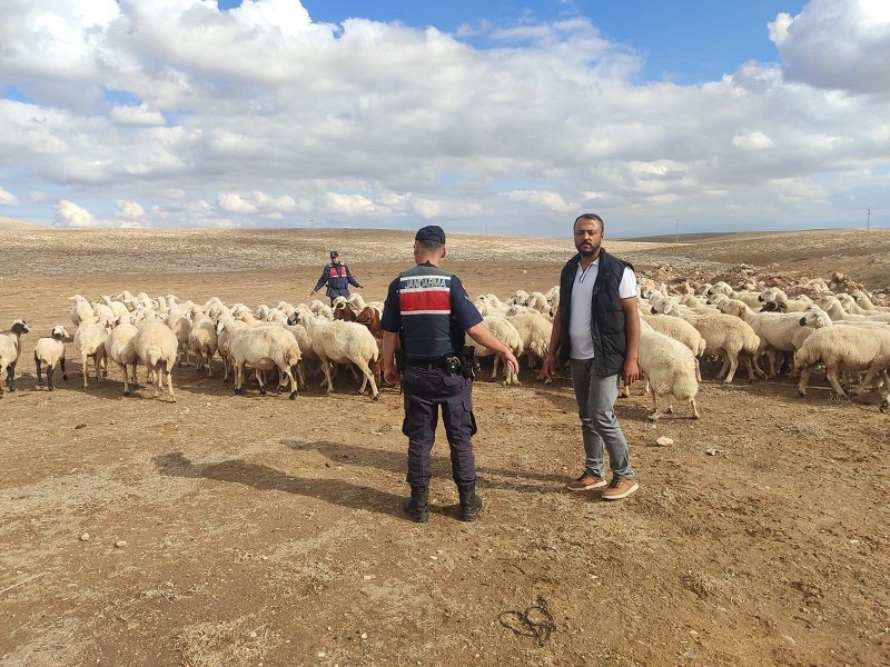 Küçükbaş hayvanlar drone ile bulundu