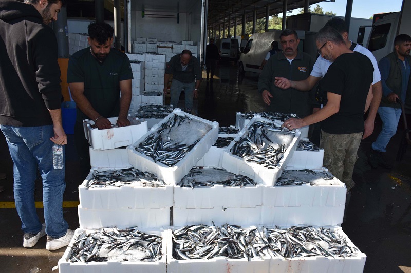 Hamsiye talep yoğun
