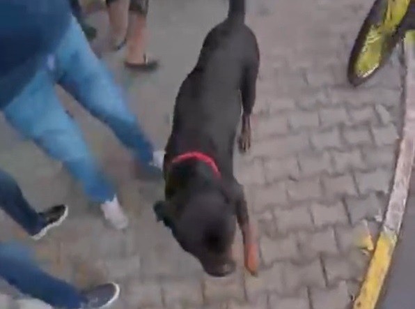 Ağızlıksız dolaştırılan köpek 2 kişiyi yaraladı