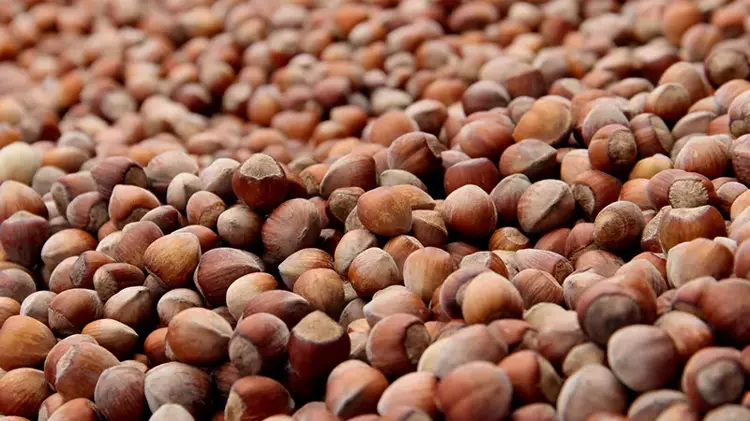 Fındıkta üçlü zarar!  250 bin ton kayıp