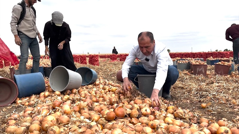 Çumra'da hasat zamanı