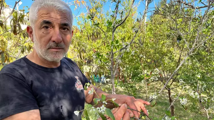 Meyve ağaçları sonbaharda çiçek açtı
