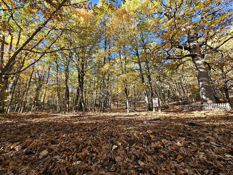 Bu ormana izinsiz girmenin cezası 500 bin TL