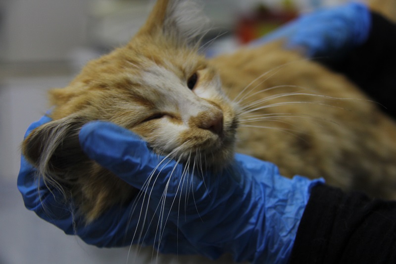 Sivas'ta kedi AIDS'ine rastlandı