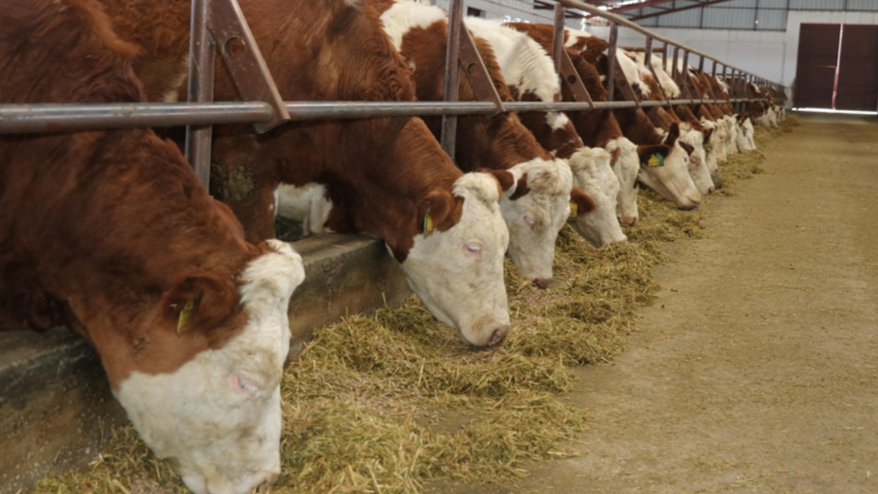 Tarım Bakanlığı'ndan şap salgını açıklaması
