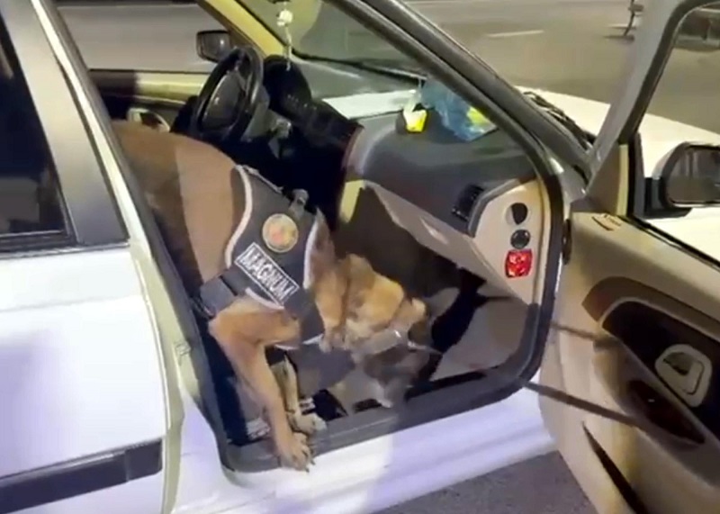 Koltuğun içine gizlenmiş metamfetamini 'Magnum' buldu