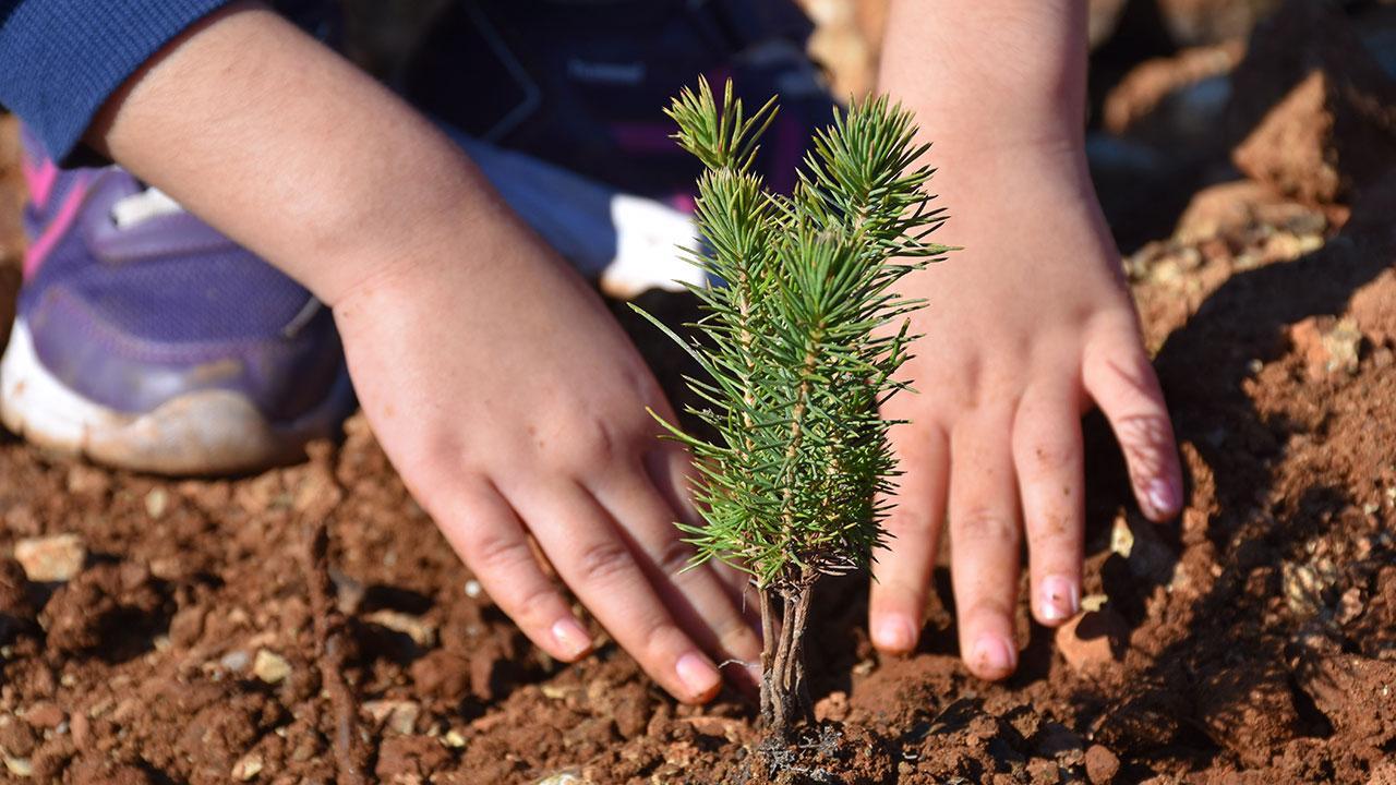 81 ilde fidanlar toprakla buluşacak