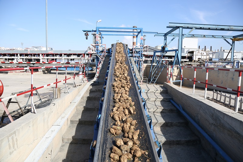 "Konyalı pancar üreticisinin yüzü güldü"