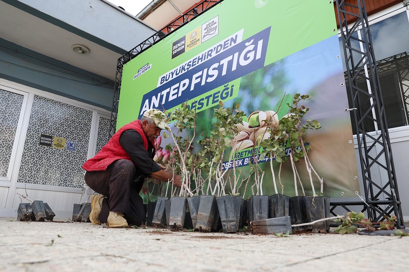 Fıstık üretiminde Güney Doğu'ya rakip geliyor
