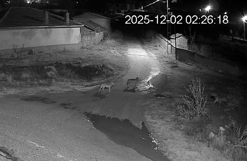 Aç kalan kurt sürüsü mahalleye indi