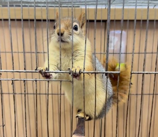 İş yerinde tutulan sincaba el konuldu