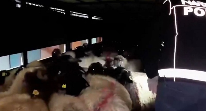 Uyuşturucuyu hayvanlara gizlemişler!