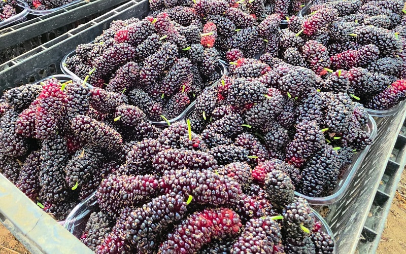 Karadut fiyatıyla yüz güldürdü