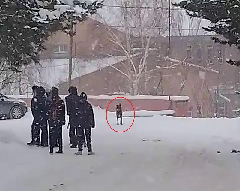 Okul bahçesine giren köpek öğrencilere saldırdı