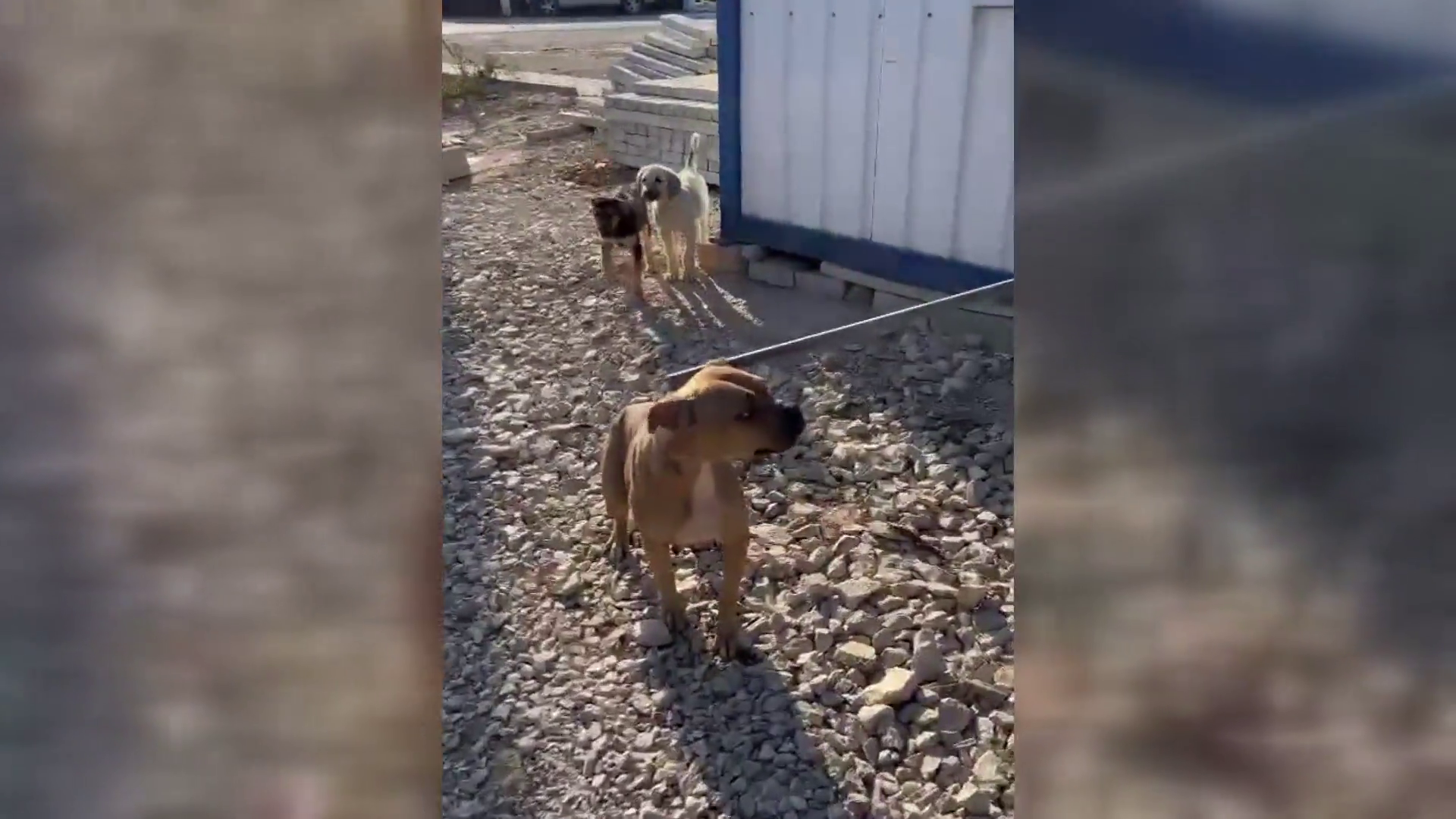 Konya'da sokağa terk edilen pitbull panik yarattı