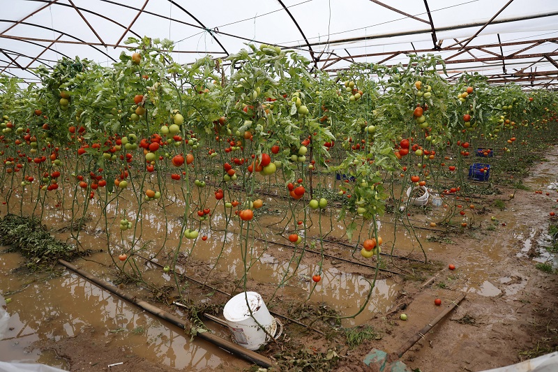 Yağmur ve hortum sebze-meyveyi vurdu