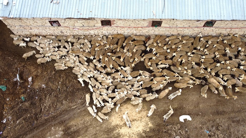 Malatya'da kuzular anneleri ile buluştu