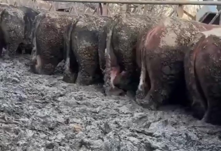 Tepki çeken çiftliğe denetleme