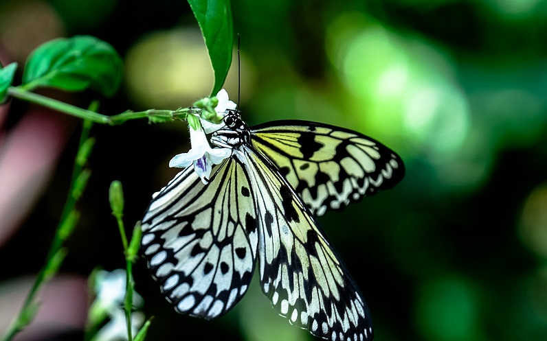 45 türden 10 bin kelebek burada