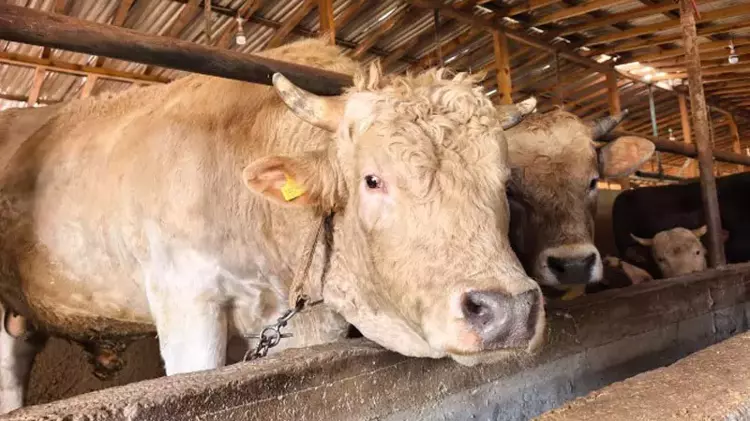 ‘Paşa’, 500 bin TL'den satışa çıkarıldı