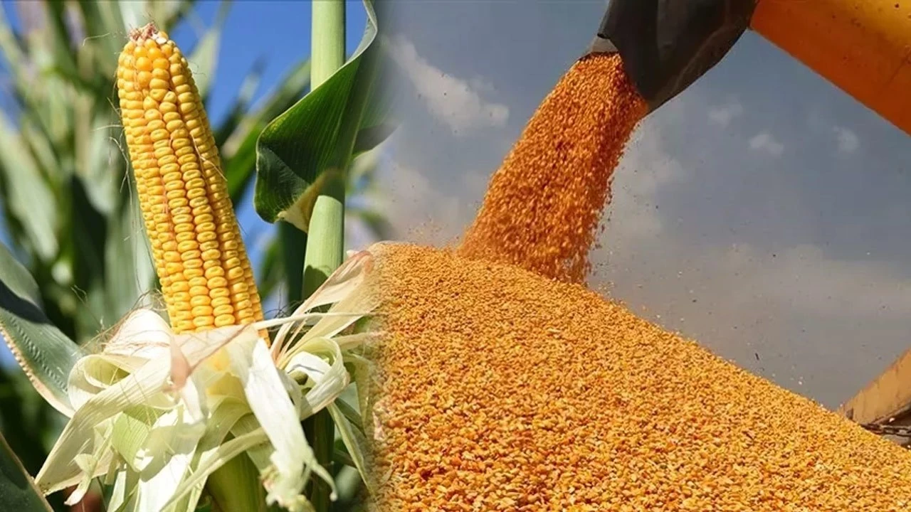 Bakanlık mısırda tarife kontenjanı açtı