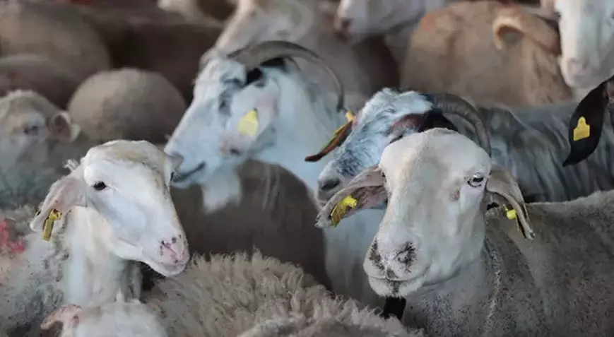 Vekaletle kurban kesim bedeli ne kadar?